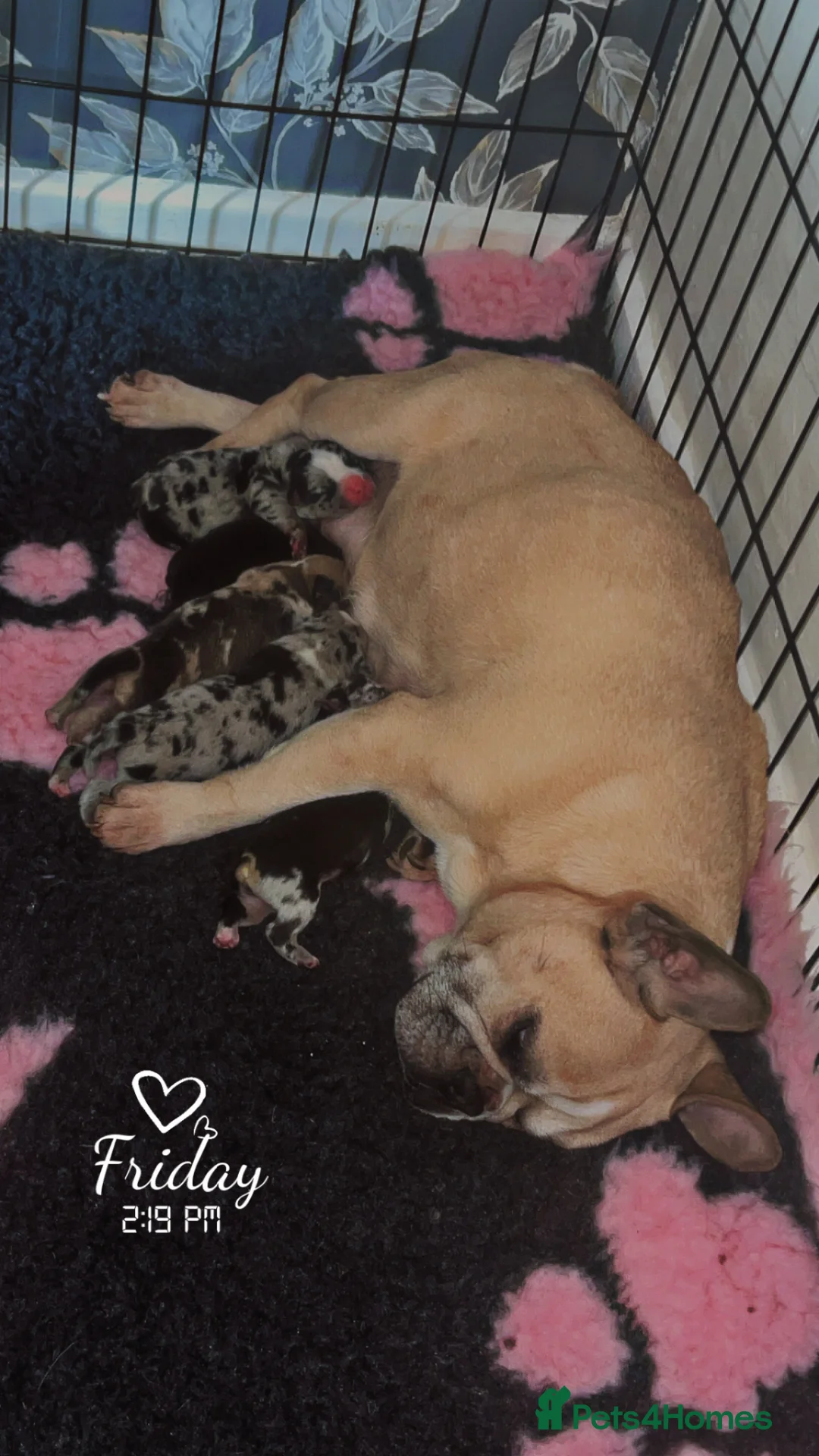 Mixed Breed dogs for sale: Gorgeous litter of frenchieXpocket bully  - Advert 1