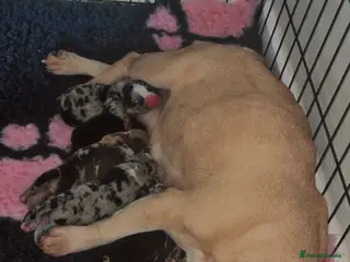 Mixed Breed dogs Gorgeous litter of frenchieXpocket bully - Advert 3