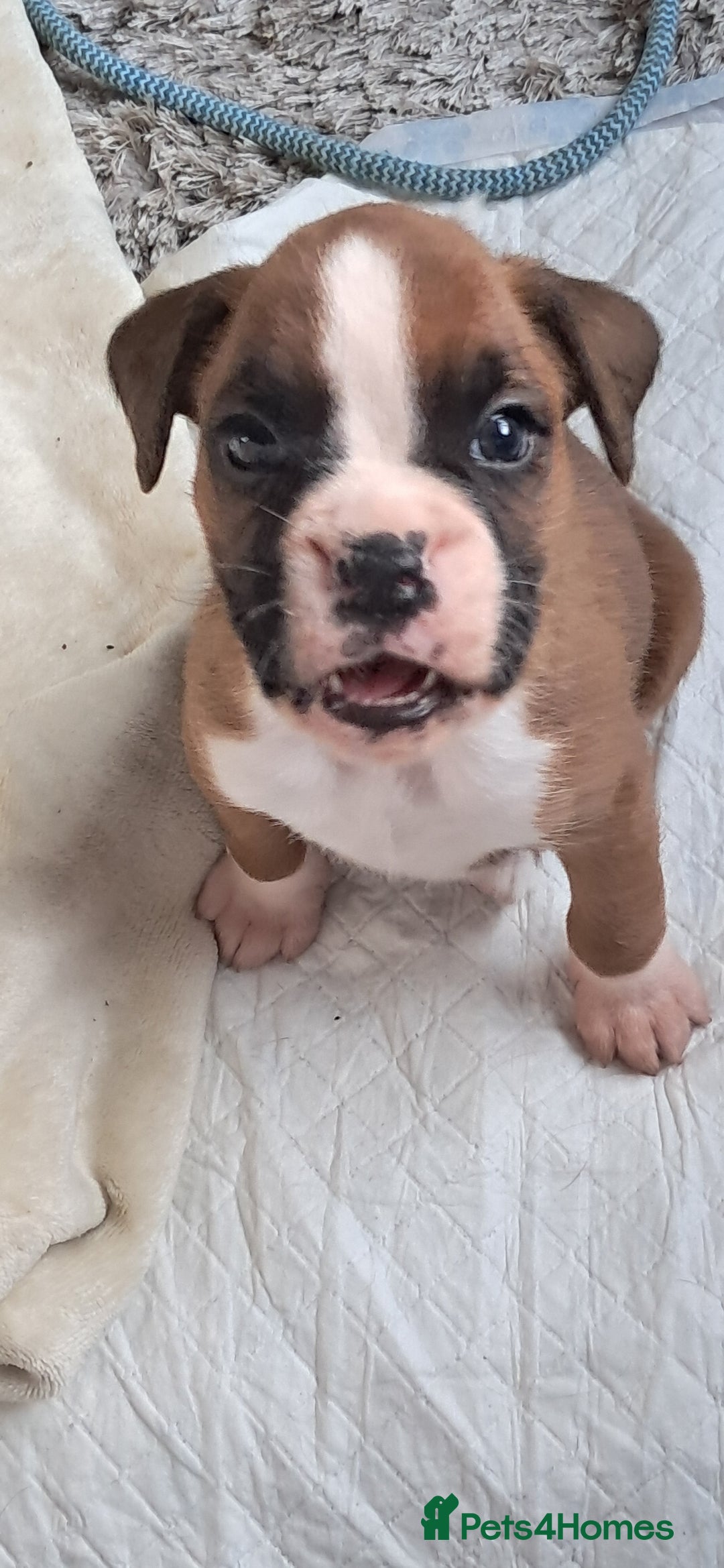 Boxer dogs for sale: Boxer babies ❤️ - Advert 15