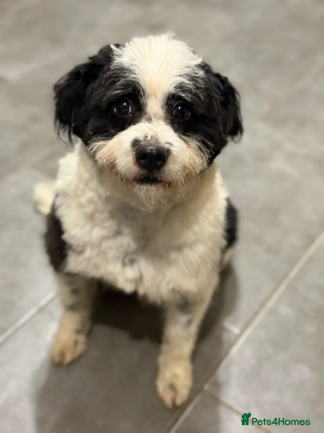 Mixed Breed dogs for adoption: Cute Teddy looking for True Love  - Advert 3