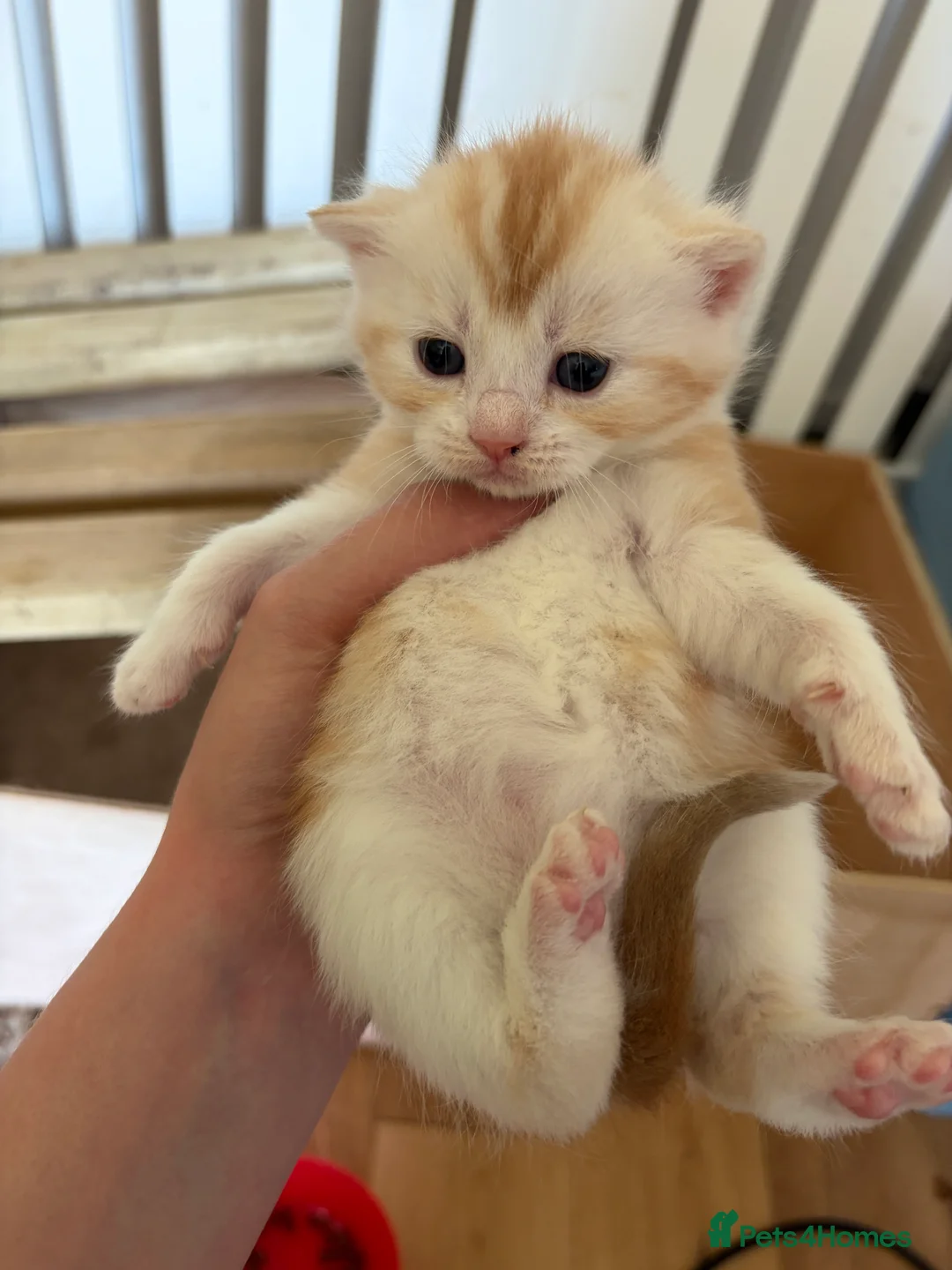 British Shorthair cats for sale: Kittens - Advert 2