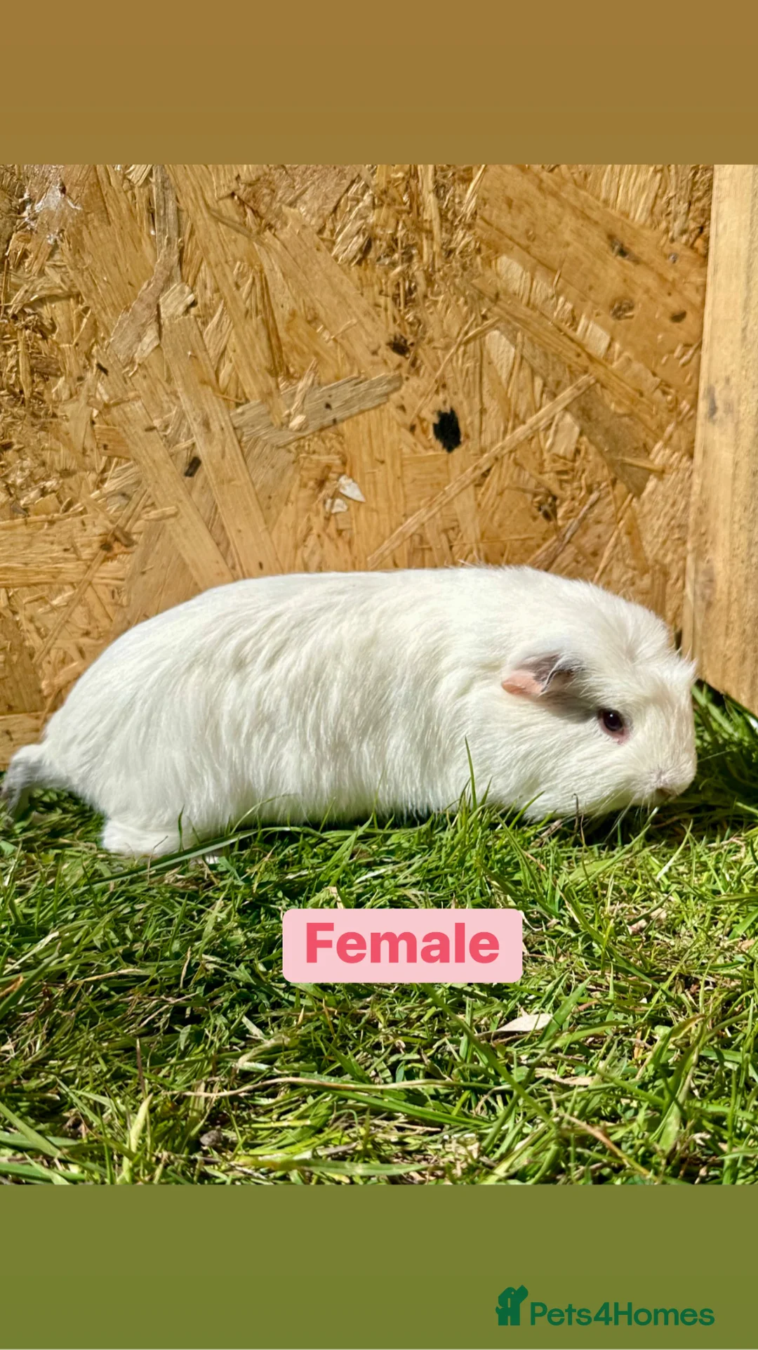 Guinea Pig rodents for sale: Young Guinea pigs  in Colchester - Advert 16