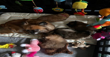 Pomeranian dogs Gorgeous Pomeranian Puppies, 2 Boys  - Advert 2