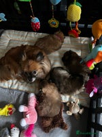 Pomeranian dogs Gorgeous Pomeranian Puppies, 2 Boys - Advert 2