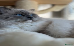 Ragdoll cats for stud: Champion✅GCCF/TICA Reg✅FIV/FELV/DNA✅Ragdoll stud in London - Image 1