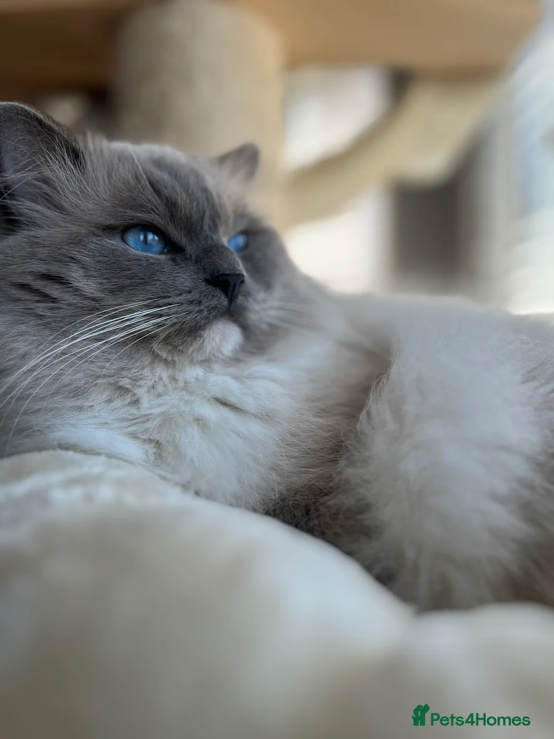 Ragdoll cats for stud: G.Champion✅GCCF/TICA Reg✅FIV/FELV/DNA✅Ragdoll stud in London - Advert 1