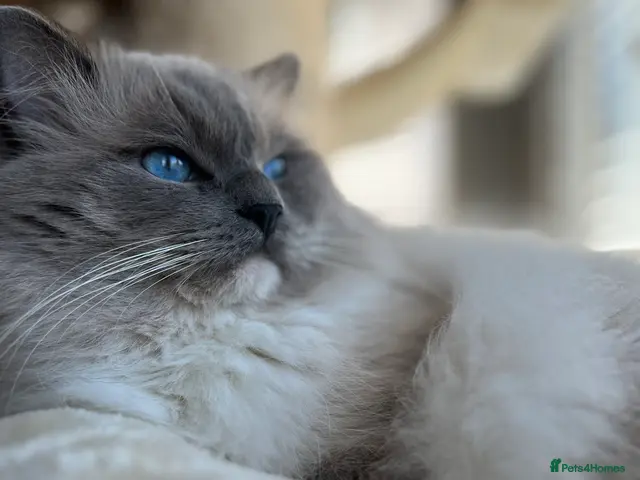 Ragdoll cats for stud: IGChampion✅GCCF/TICA Reg✅FIV/FELV/DNA✅Ragdoll stud - Advert 1