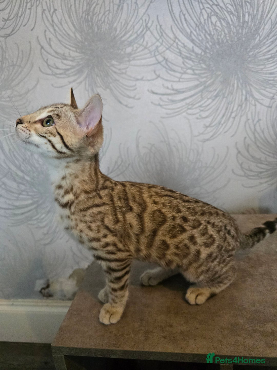 Bengal cats for sale:  Championship Bengal Kittens  - Advert 11