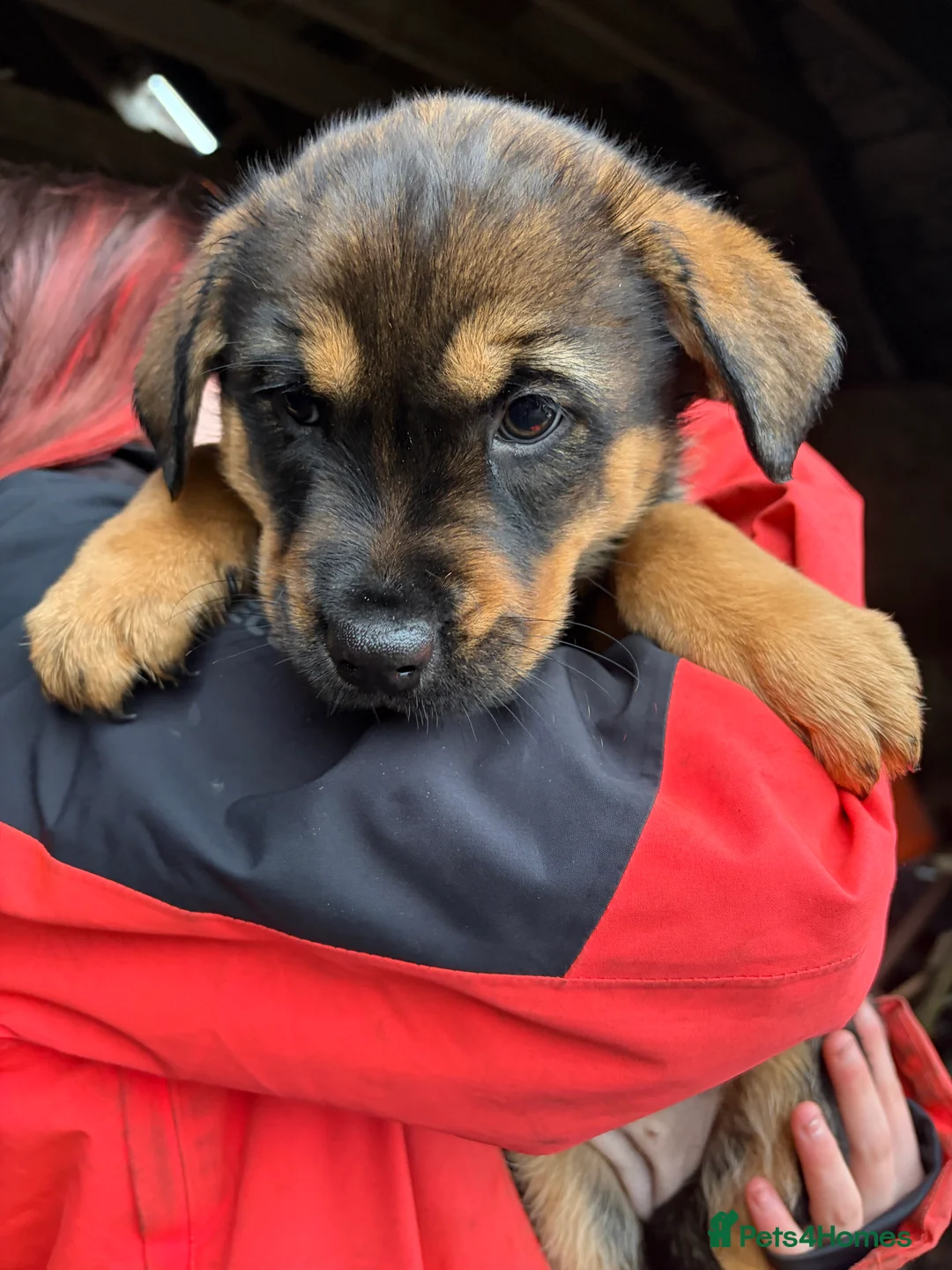 Mixed Breed dogs for sale: Rottie/husky cross  - Advert 3