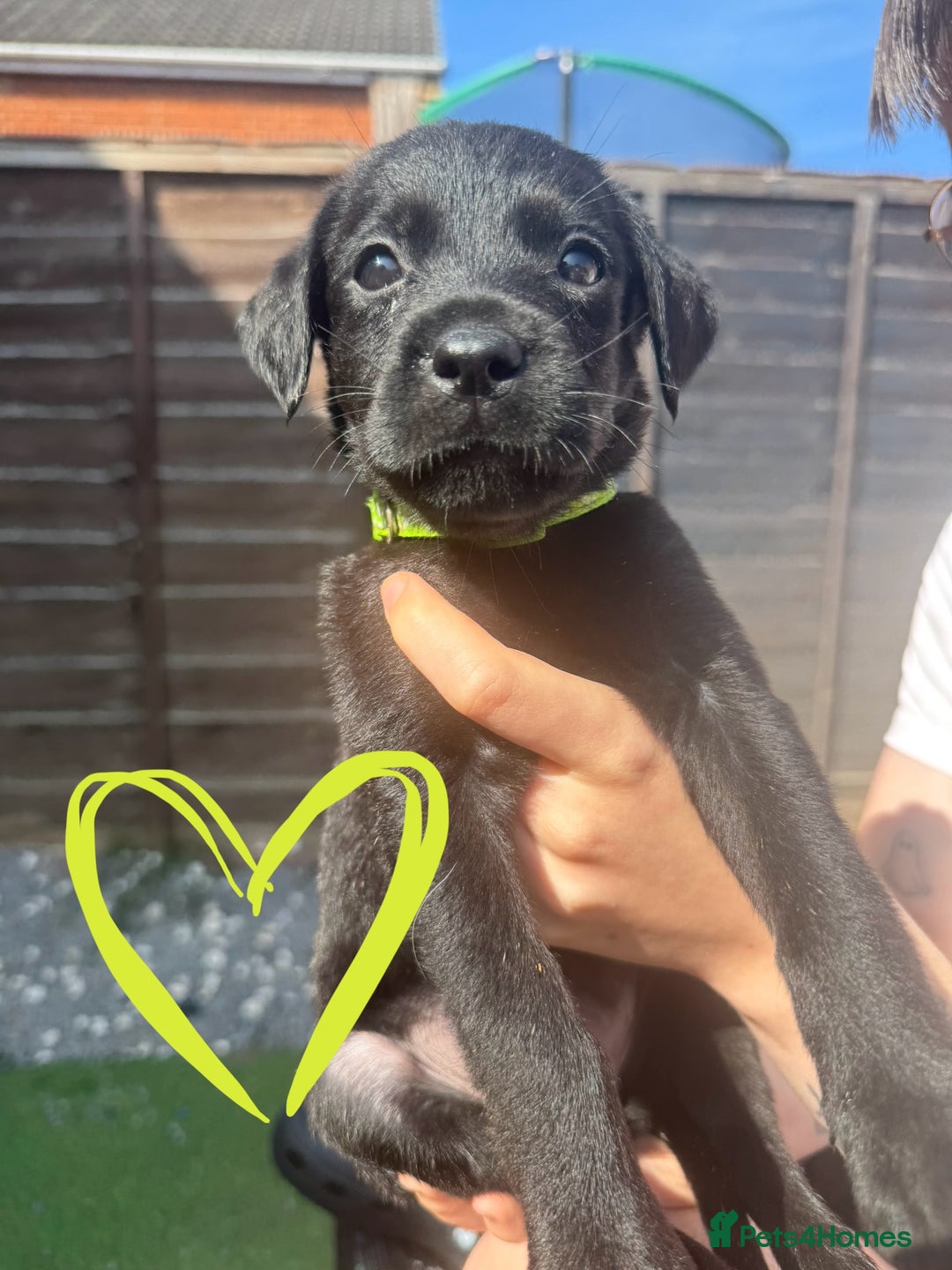 Mixed Breed dogs for sale: Last little girl! Reduced! - Image 11