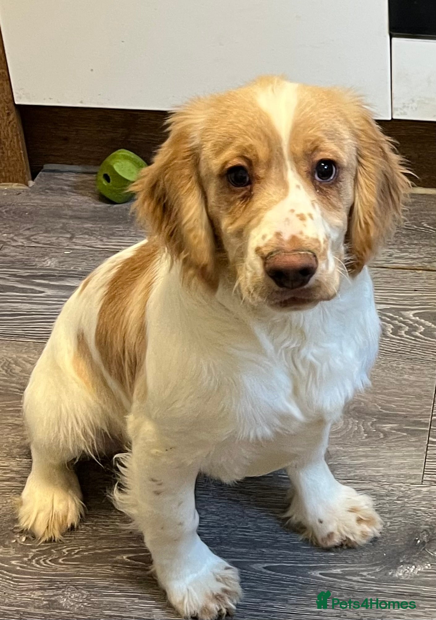 Cocker Spaniel dogs Working Cocker Spaniels - Advert 8