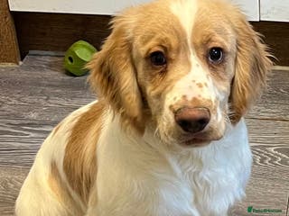 Cocker Spaniel dogs Working Cocker Spaniels - Advert 1