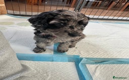 Cavapoo dogs for sale: Gorgeous Rare-Colouring Cavapoo Puppies - Advert 30