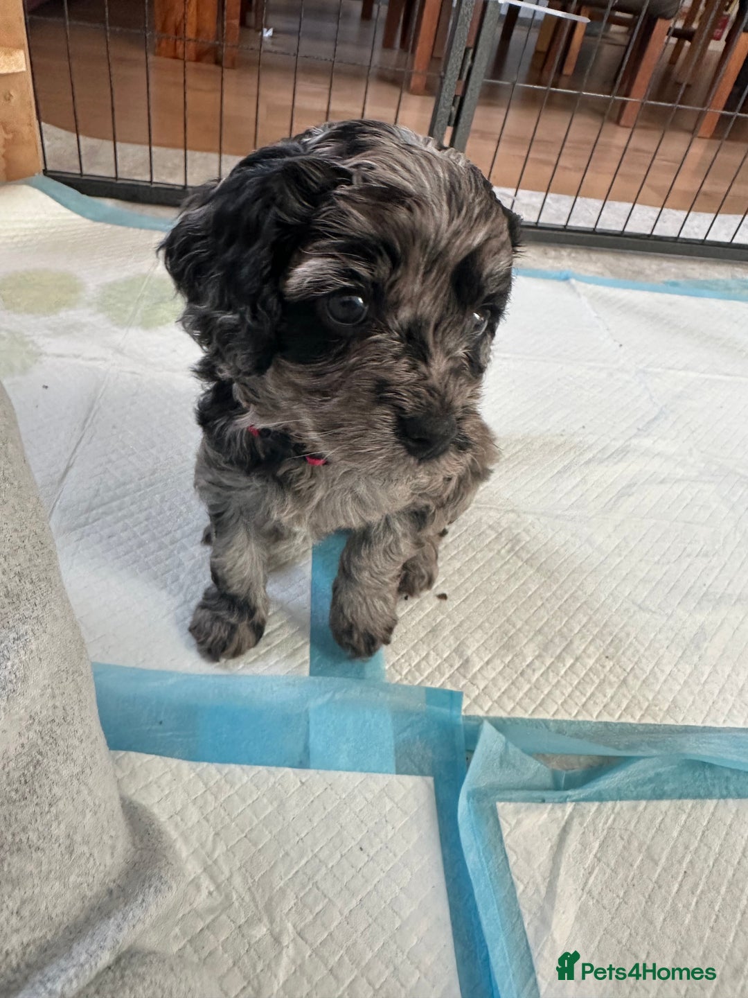 Cavapoo dogs for sale: Gorgeous Rare-Colouring Cavapoo Puppies - Advert 30
