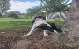 Mixed Breed dogs for adoption: Tilda  - Image 13