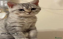 British Shorthair cats for sale: Pedigree|Champion Lines|GCCF Registered| - Image 32