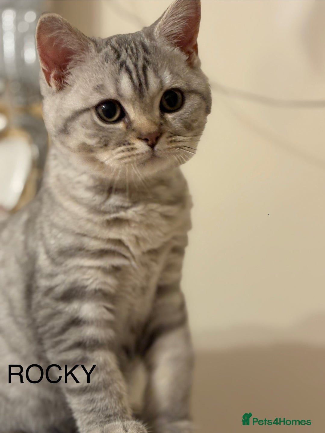 British Shorthair cats for sale: Pedigree|Champion Lines|GCCF Registered| - Image 32