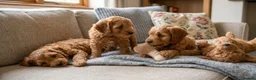 Cockapoo dogs for sale: Cockapoo puppies  in London - Advert 4