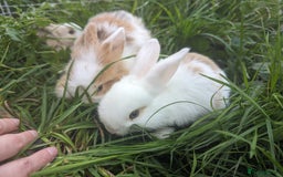 Mini Lion Lop rabbits for sale: Lion/lop bunnies  - Image 7