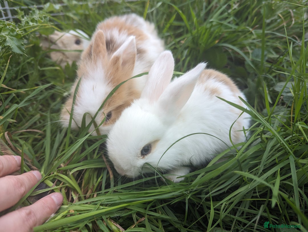 Mini Lion Lop rabbits for sale: Lion/lop bunnies  - Image 7