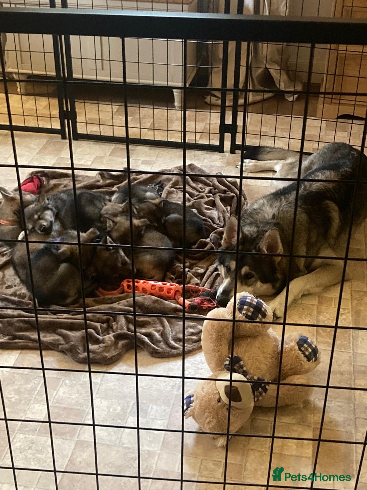 Utonagan dogs Rare Gorgeous Utonagan Wolfalike Puppies  - Advert 16