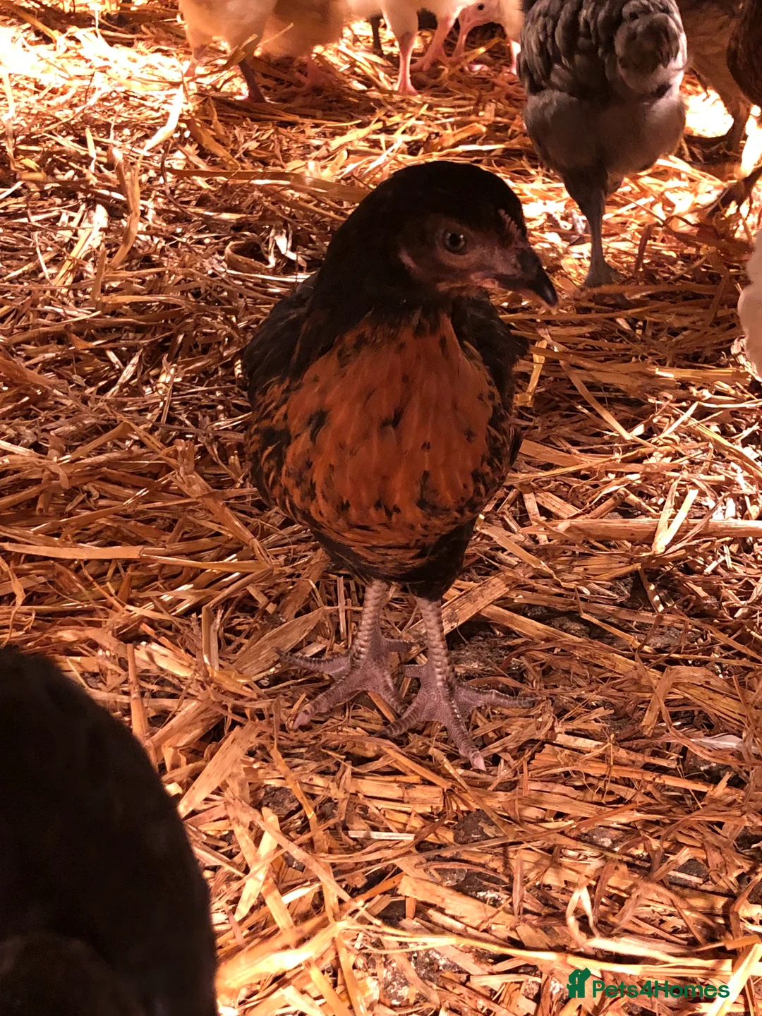 Chickens poultry for sale: Happy healthy pullets - Advert 2