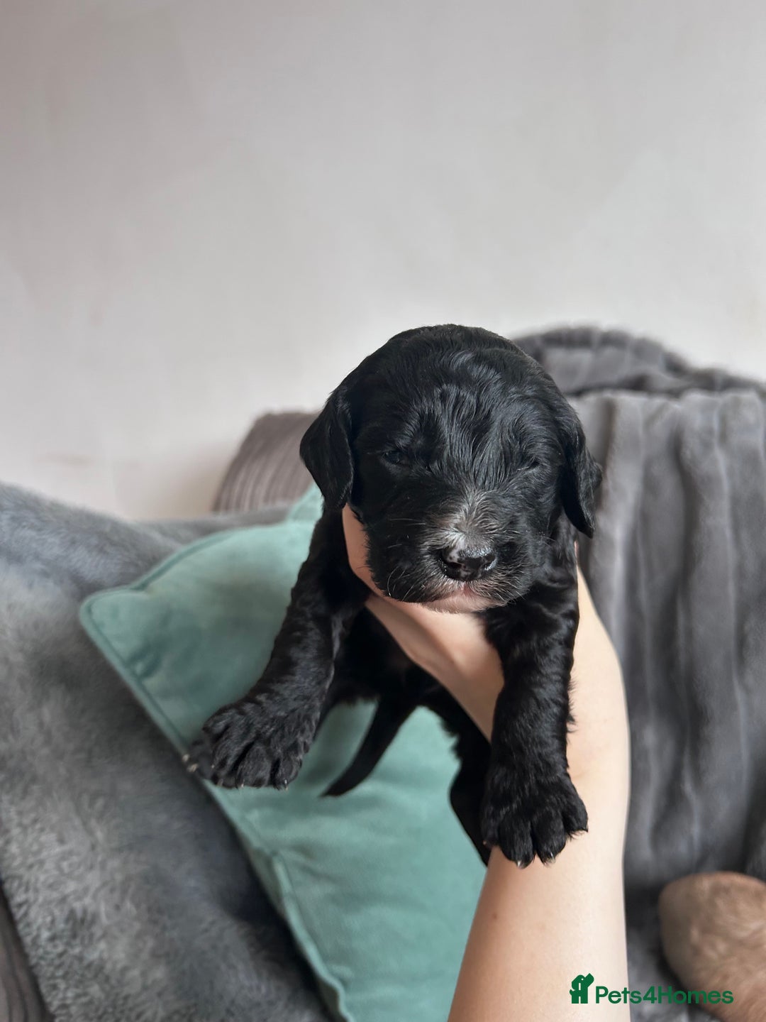 Cockapoo dogs for sale: Stunnning cockerpoos  - Image 11