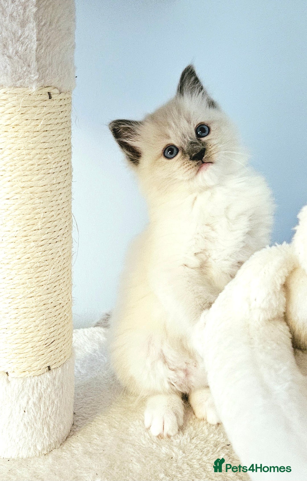 Ragdoll cats for sale: Stunning Ragdoll kittens  - Image 11