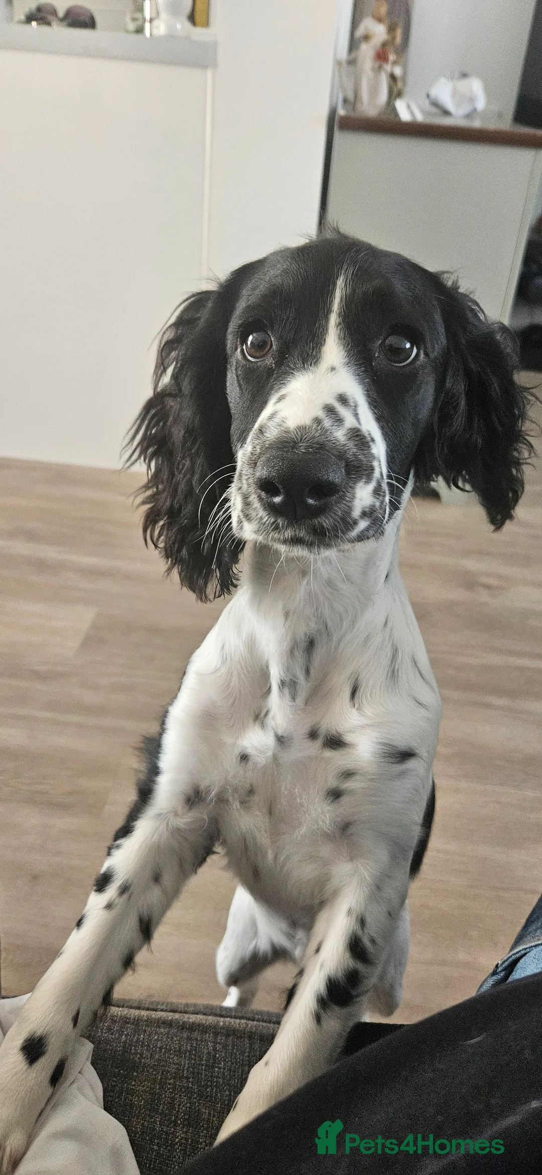 Cockapoo dogs for sale: Sadie 9 months cross Female - Advert 4