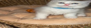 Ragdoll 2