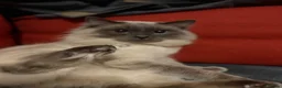 Ragdoll cats for sale: ⭕️Loki⭕️⭕️ - Advert 16