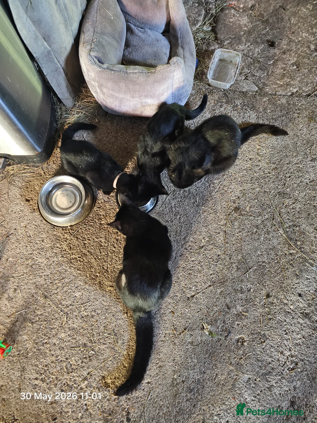 Mixed Breed cats for sale: 2 Black Male Barn Kittens  - Advert 2