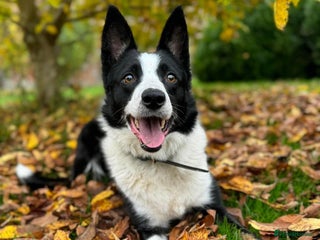 Border Collie dogs - Advert 15