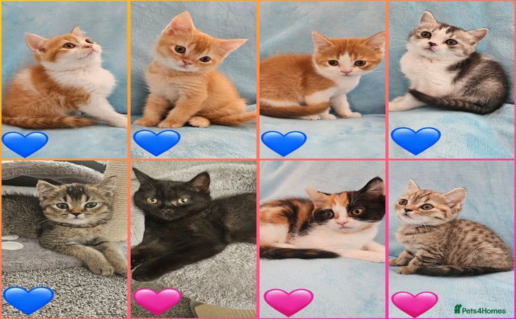 Scottish Fold cats - Advert 5
