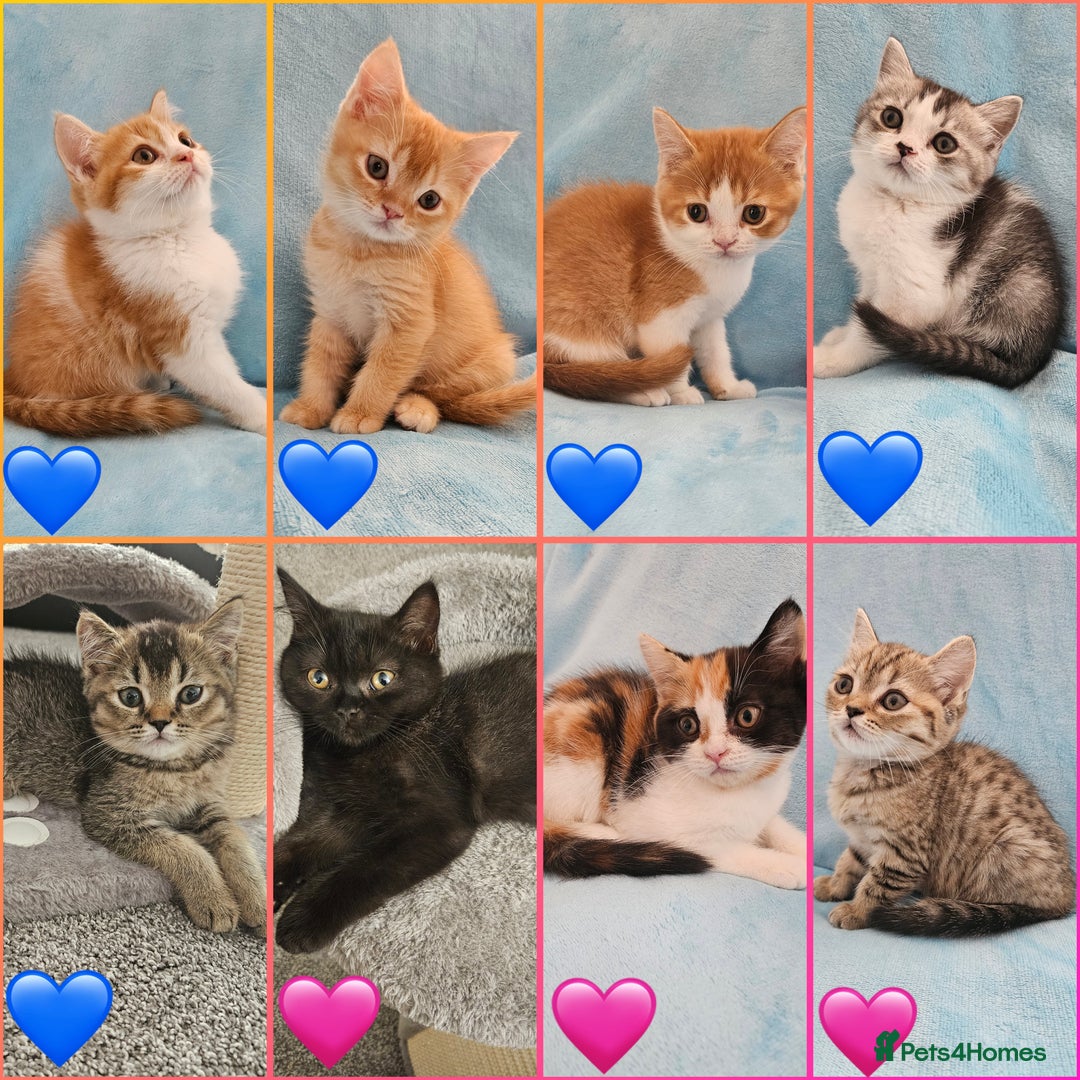 Scottish Fold cats for sale: Adorable Scottish fold Straight Ears Kittens - Image 1