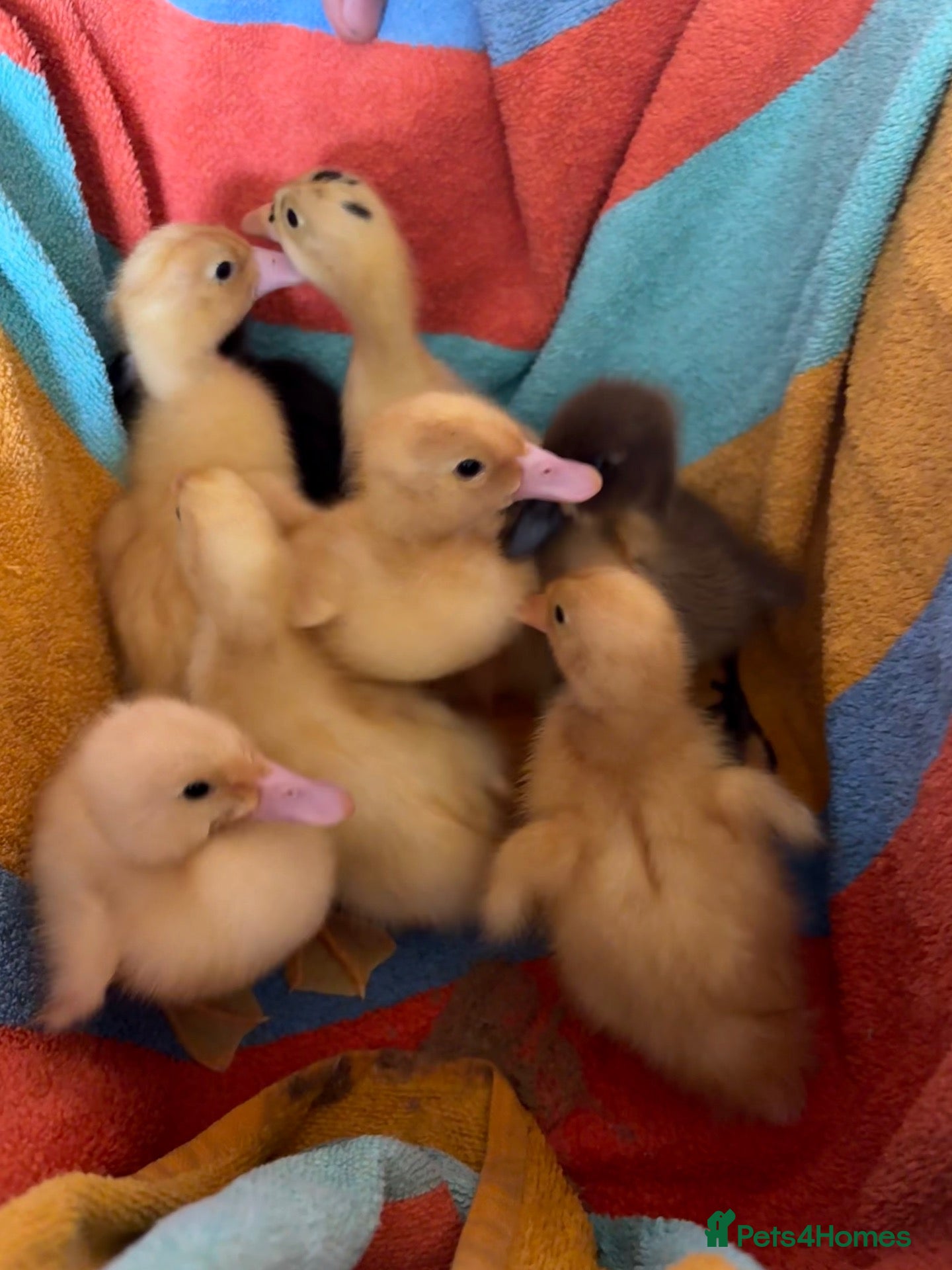 Ducks poultry Indian runner ducklings available  - Advert 1