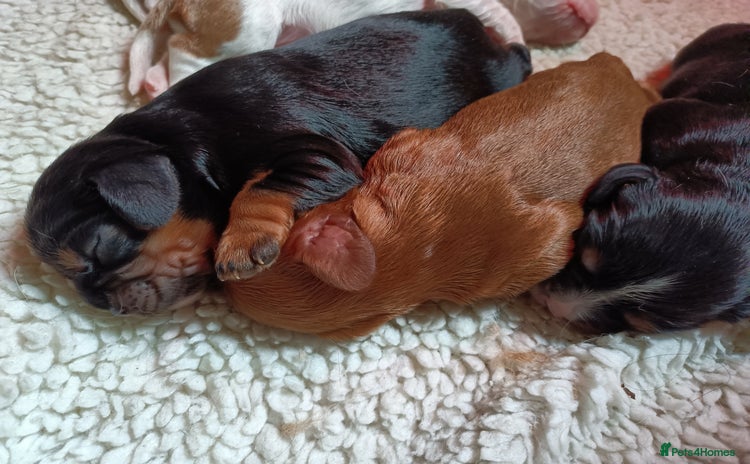 Cavalier King Charles Spaniel dogs - Advert 2