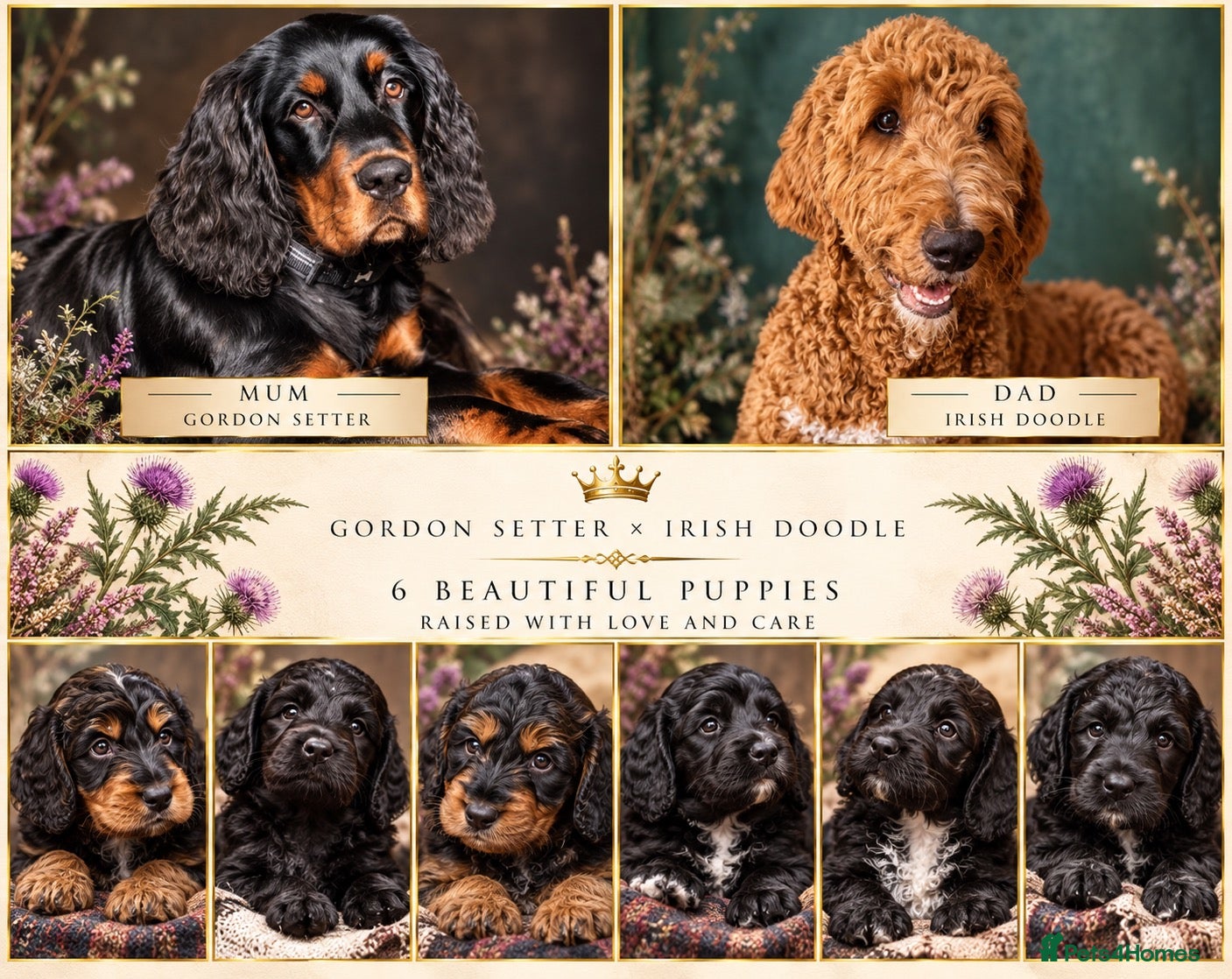 Mixed Breed dogs Stunning litter of Gordon Doodles. - Advert 1