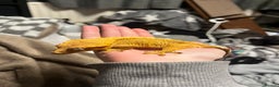 Gecko reptiles for sale: Crested Gecko for sale - Advert 2