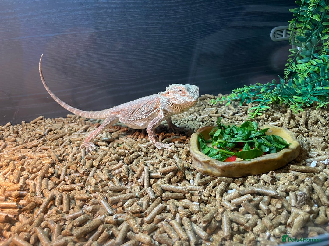 Bearded Dragon reptiles for sale: 1 year old bearded dragon and full set up.  - Advert 3