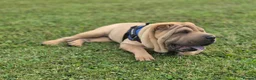Shar Pei dogs for sale: Male shar pei for sale in Gateshead - Advert 15