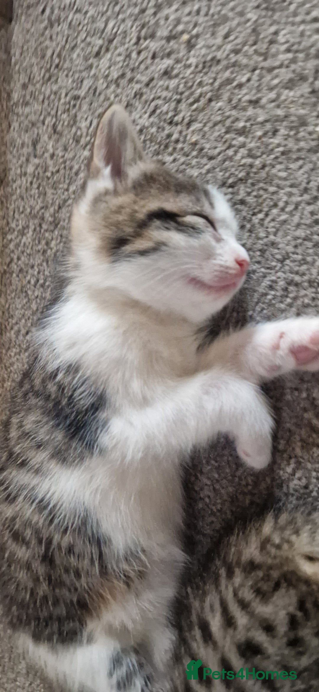 Mixed Breed cats for sale: Gorgeous 🥰 Main Coon cross kittens 🐾 - Image 4