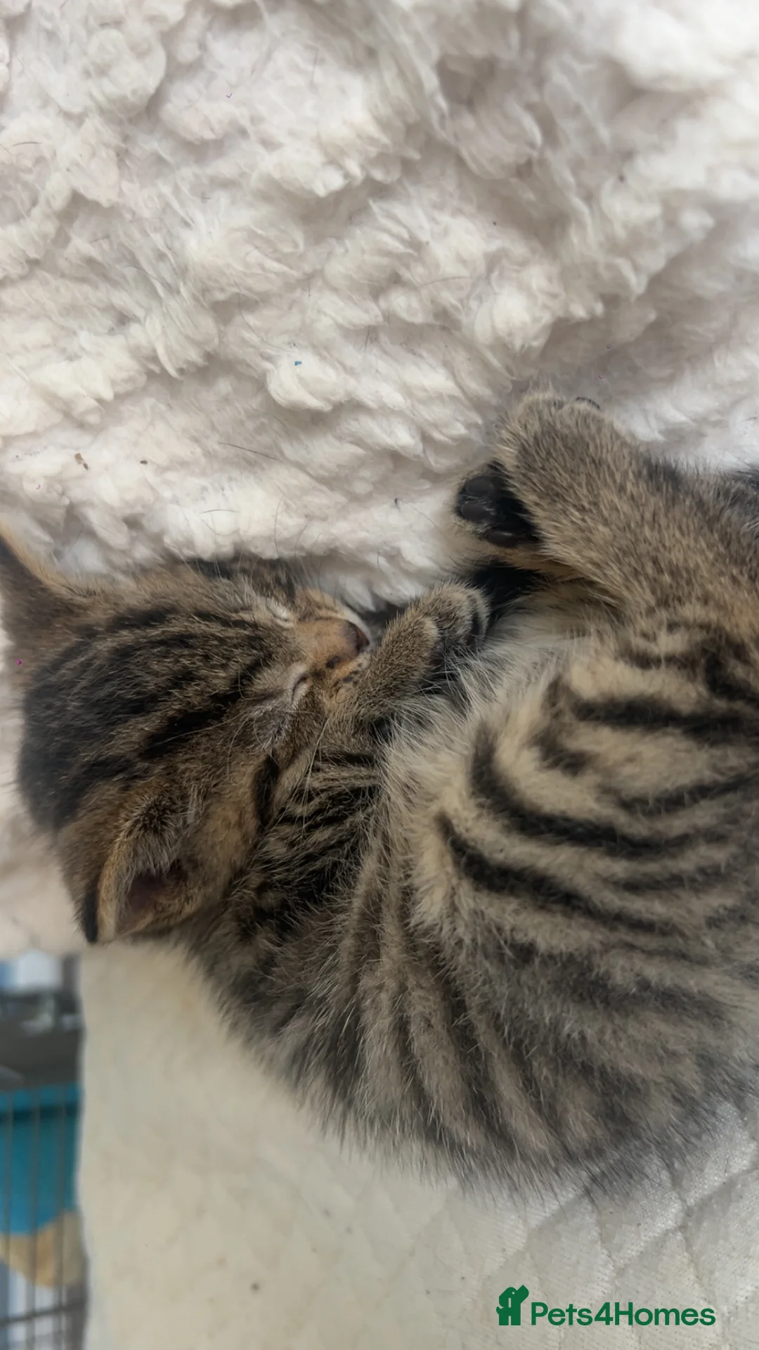 Mixed Breed cats for sale: 4 pretty kittens - Advert 11
