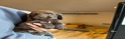 Cocker Spaniel dogs for sale: Stunning Choc cocker spaniel girl - Advert 2