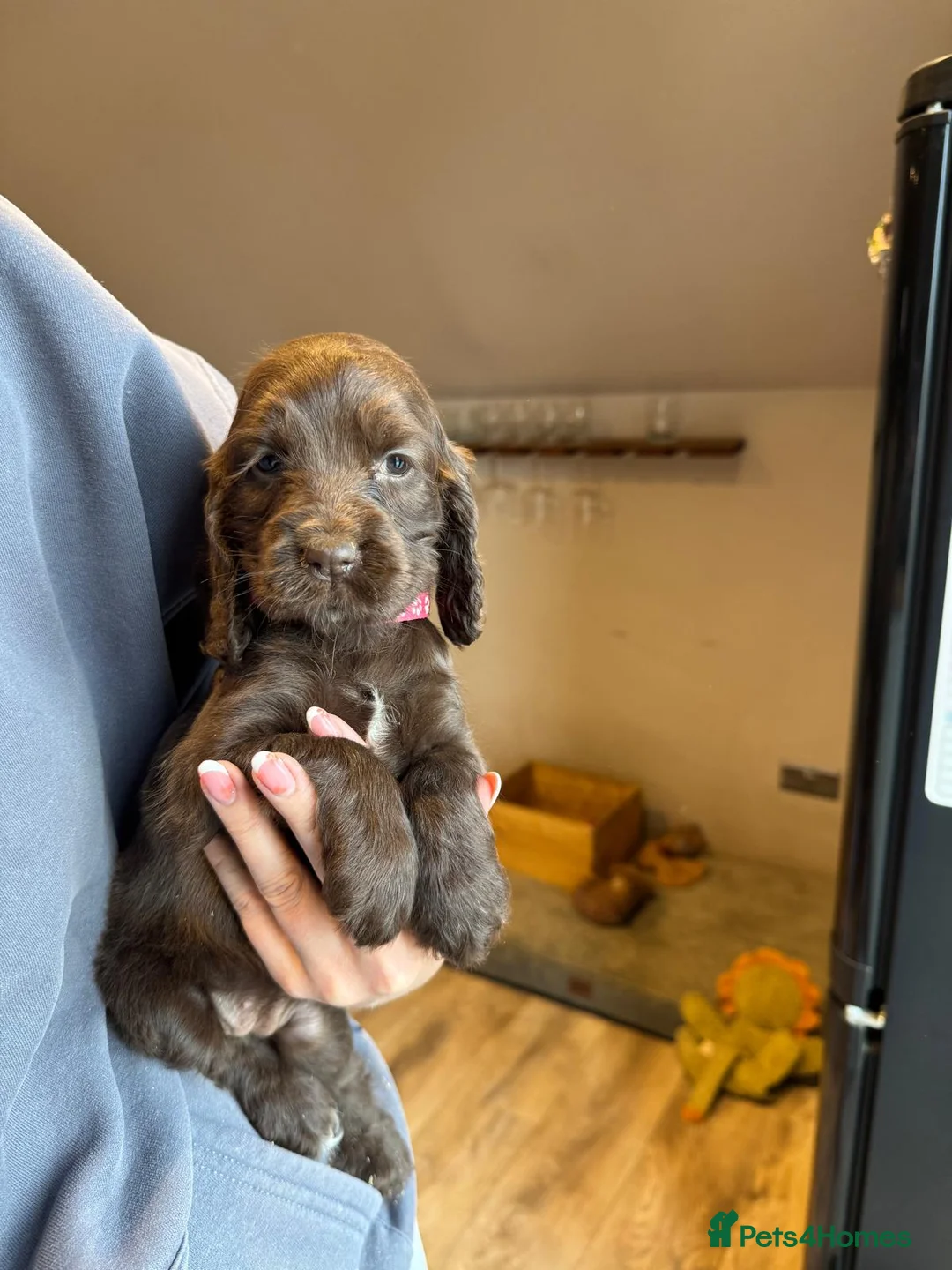 Cocker Spaniel dogs for sale: Stunning Choc cocker spaniel girl - Advert 2