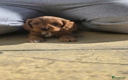 Cavapoo dogs for sale: 🌟 Rare Tiny Toy Cavapoo's F1B 🌟ready next week  - Image 14