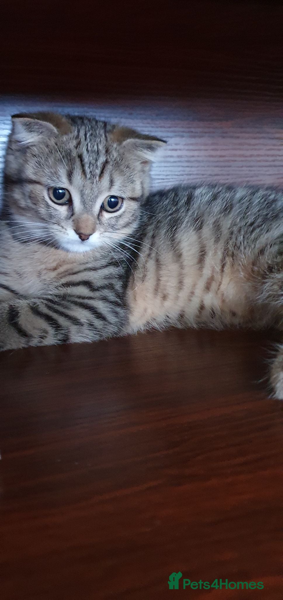 Scottish Fold cats Scottish fold pure breed kitten Tabby gold boy  - Advert 19