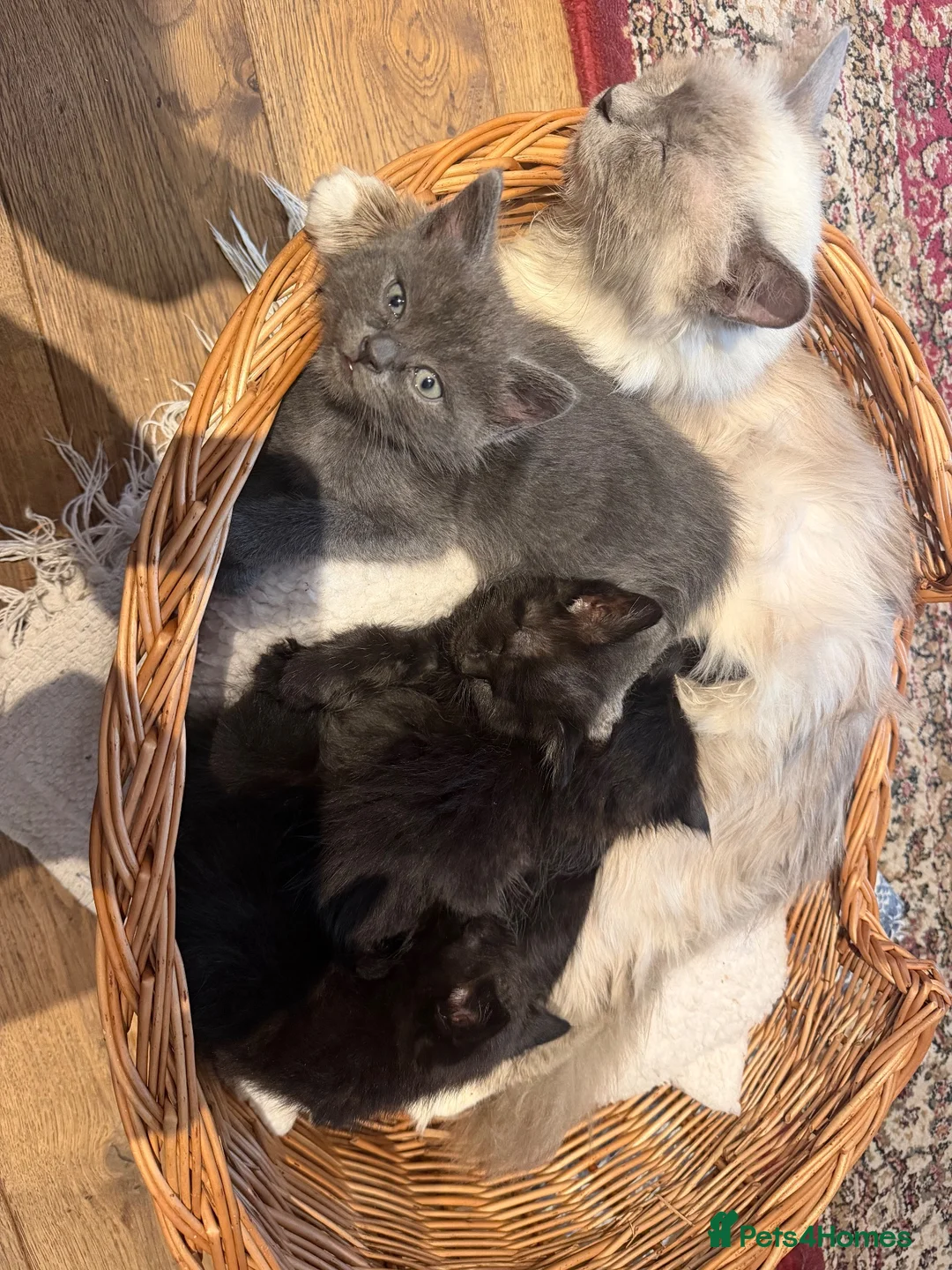 Birman cats for sale: Gorgeous Birman MixKittens Beautiful Personalities - Advert 2
