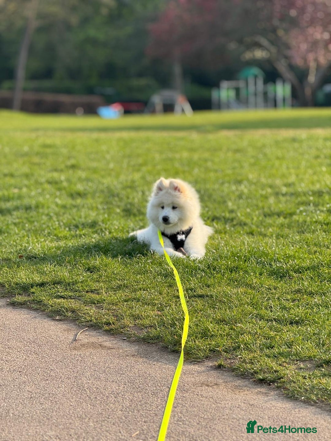 Samoyed dogs for sale: 10 Month Old Samoyed Ready for His Forever Home! - Advert 9