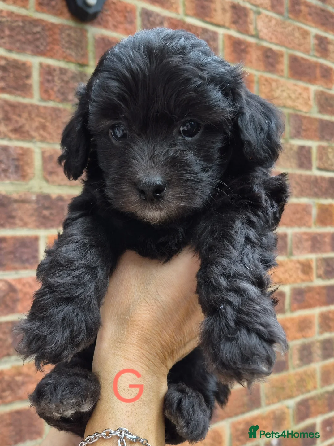 Maltipoo dogs for sale: F1 generation Maltipoo's - Advert 10